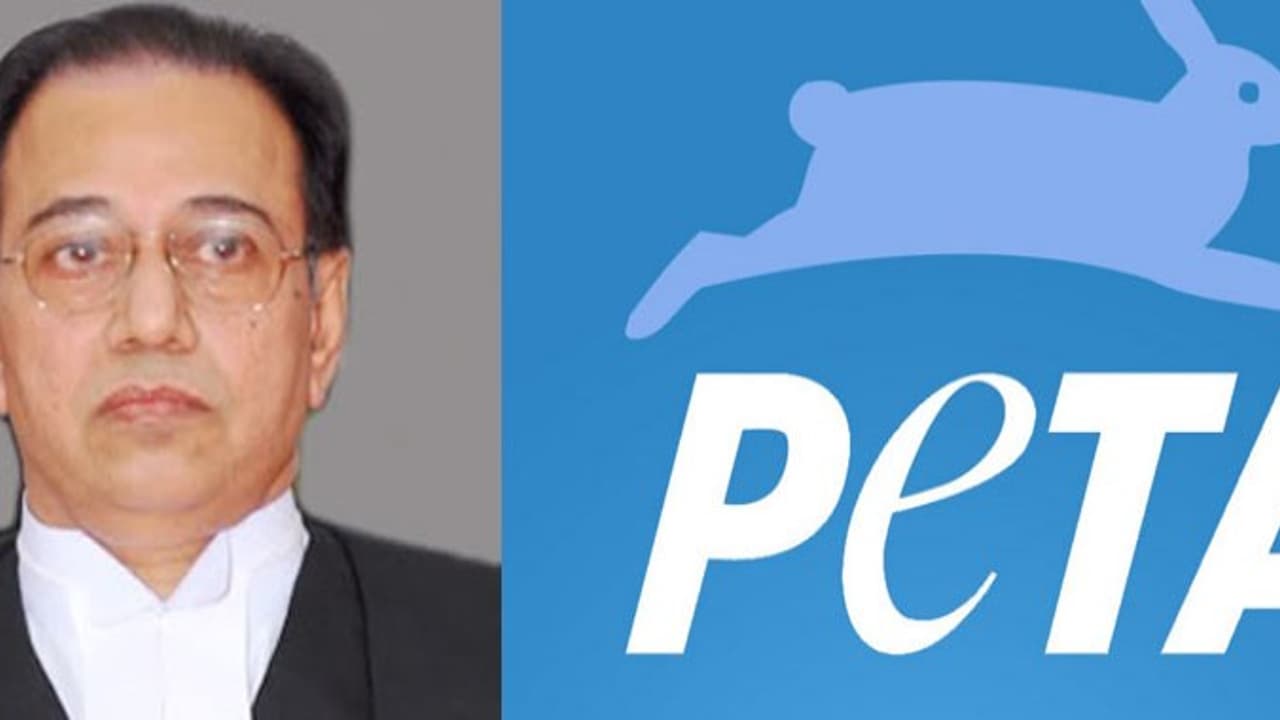 ஜல்லிக்கட்டுக்கு எதிராக தீர்ப்பளித்து பீட்டாவிடம் விருது பெற்ற முன்னாள் நீதிபதி நிலைமை என்னாச்சு தெரியுமா? ஜல்லிக்கட்டுக்கு எதிராக தீர்ப்பளித்து பீட்டாவிடம் விருது பெற்ற முன்னாள் நீதிபதி நிலைமை என்னாச்சு தெரியுமா?