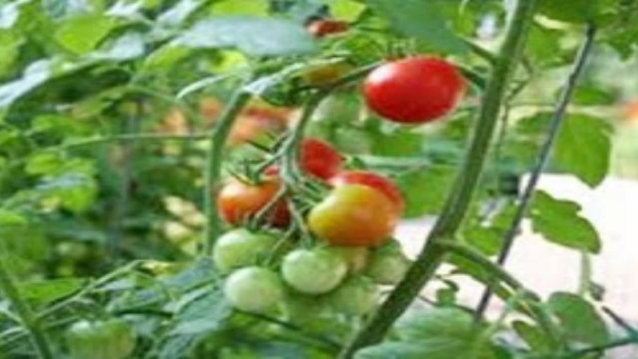 இந்த காய்கறிகளில் உயர் விளைச்சல் பெற நவீன தொழில்நுட்பங்கள் அவசியம்... இந்த காய்கறிகளில் உயர் விளைச்சல் பெற நவீன தொழில்நுட்பங்கள் அவசியம்...