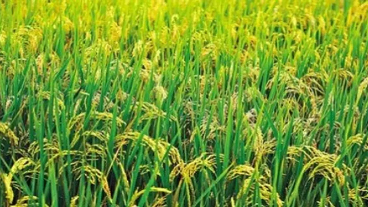 நெல் சாகுபடியில் இயற்கை உரமான பசுந்தாள் உரத்தை இப்படித்தான் இடணும்... நெல் சாகுபடியில் இயற்கை உரமான பசுந்தாள் உரத்தை இப்படித்தான் இடணும்...