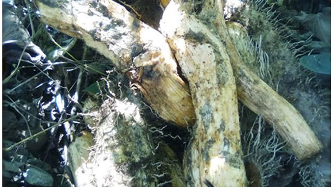 ക്യാന്സര് അടക്കം സകല രോഗങ്ങളും അകറ്റും, ഈ കിഴങ്ങ് ക്യാന്സര് അടക്കം സകല രോഗങ്ങളും അകറ്റും, ഈ കിഴങ്ങ്