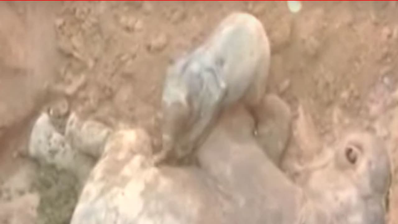 ತಾಯಿ ಶವದ ಮುಂದೆ ಮರಿಯಾನೆಯ ರೋದನೆ: ಮನಕಲಕಿಸುತ್ತೆ ಈ ವಿಡಿಯೋ ತಾಯಿ ಶವದ ಮುಂದೆ ಮರಿಯಾನೆಯ ರೋದನೆ: ಮನಕಲಕಿಸುತ್ತೆ ಈ ವಿಡಿಯೋ