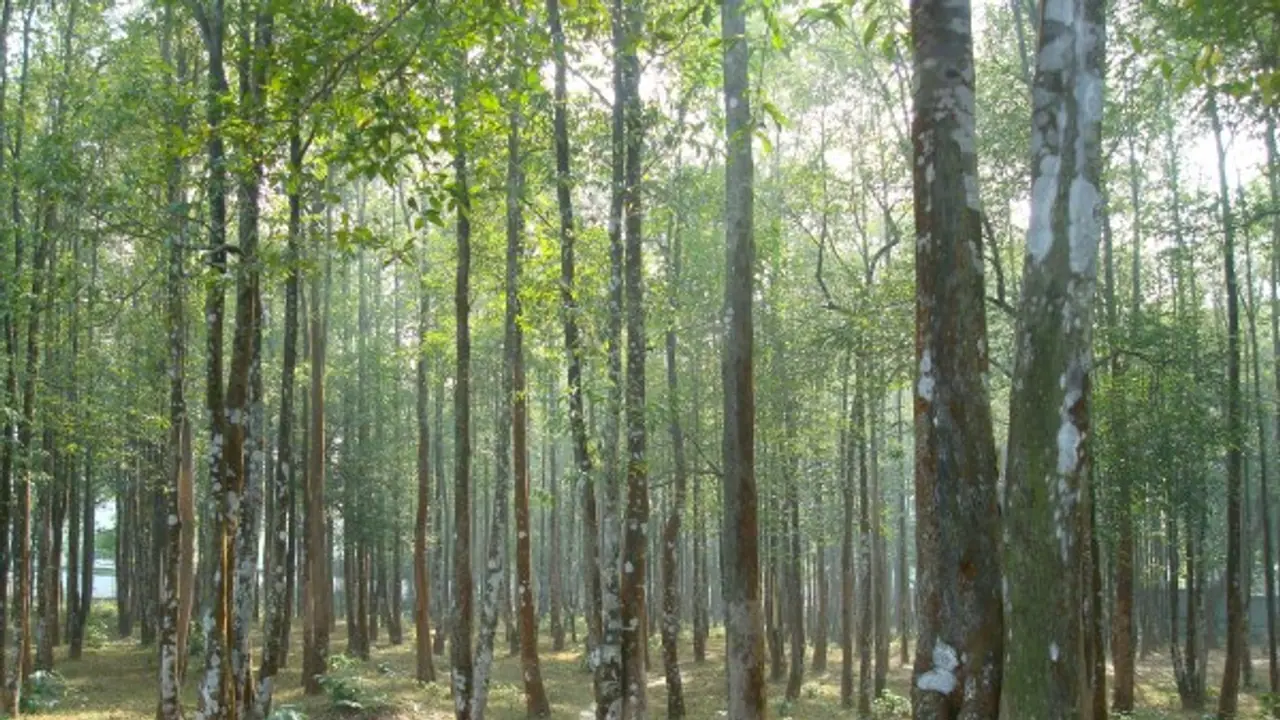 அகர் மரம் பற்றி உங்களுக்கு தெரியாத சில தகவல்கள் இதோ... அகர் மரம் பற்றி உங்களுக்கு தெரியாத சில தகவல்கள் இதோ...