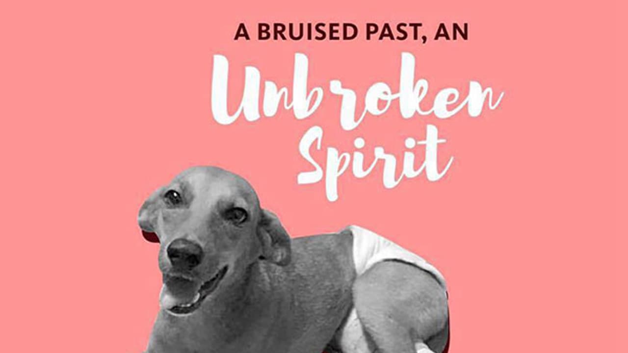 A year after being thrown off a rooftop, Chennai pup remains fearless A year after being thrown off a rooftop, Chennai pup remains fearless