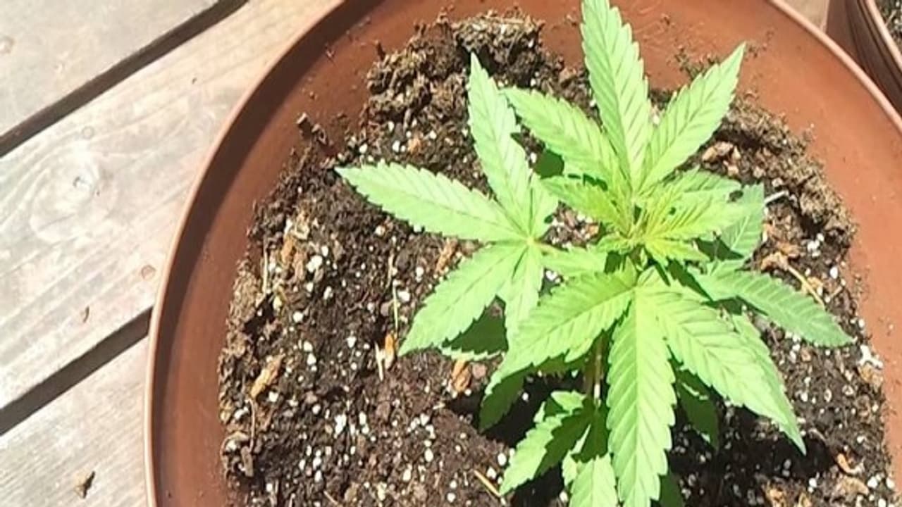 போதைக்காக இப்படியா செய்வது? போலீசாரிடம் வசமாக சிக்கிய இன்ஜினியர்! போதைக்காக இப்படியா செய்வது? போலீசாரிடம் வசமாக சிக்கிய இன்ஜினியர்!