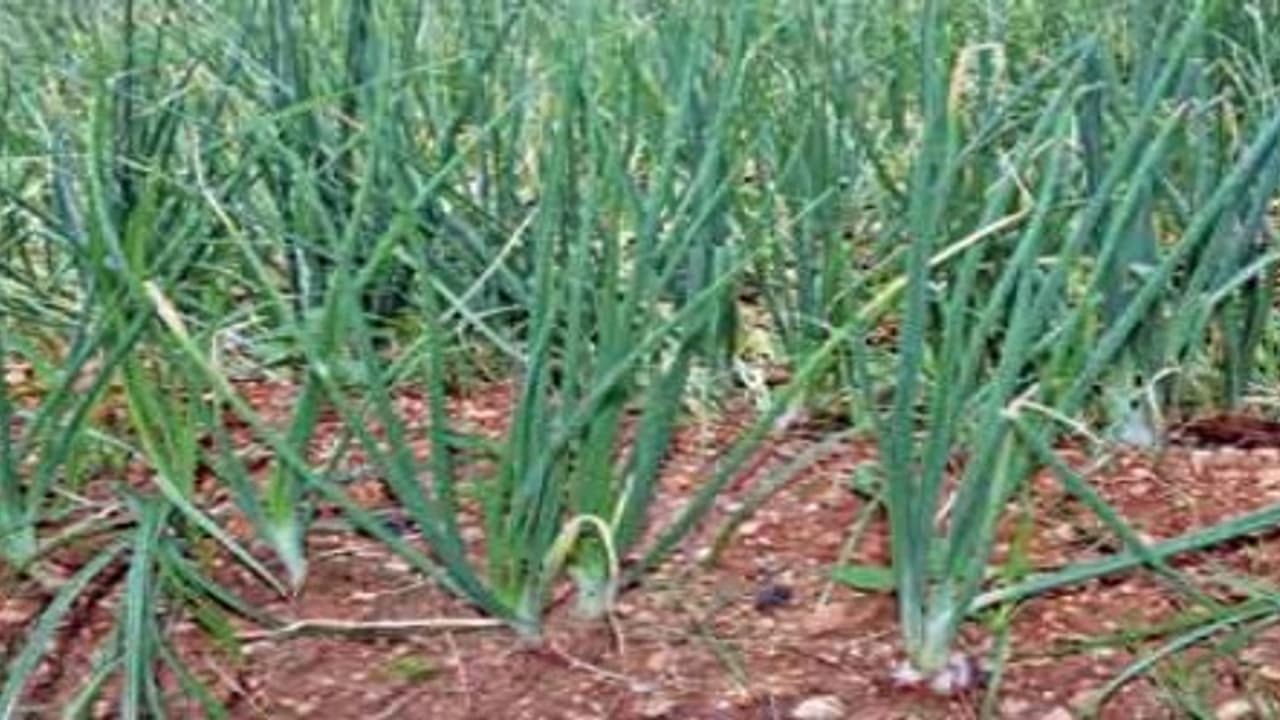 சிறிய வெங்காயத்திற்கான நடவு வயலை இப்படிதான் பராமரிக்கனும்? சிறிய வெங்காயத்திற்கான நடவு வயலை இப்படிதான் பராமரிக்கனும்?