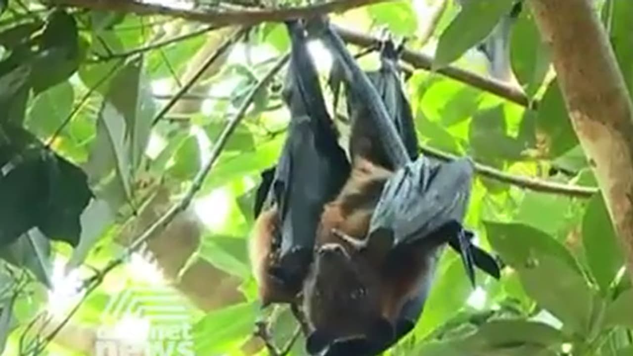 വവ്വാലുകള് പേടിക്കുമ്പോഴാണ് വൈറസ് പുറത്തുവരുന്നത്, ഇവയെ തുരത്തരുത്: മൃഗസംരക്ഷണ വകുപ്പ് വവ്വാലുകള് പേടിക്കുമ്പോഴാണ് വൈറസ് പുറത്തുവരുന്നത്, ഇവയെ തുരത്തരുത്: മൃഗസംരക്ഷണ വകുപ്പ്