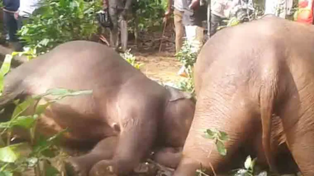 Elephant death in Virajpet: Who will take the responsibility? Elephant death in Virajpet: Who will take the responsibility?