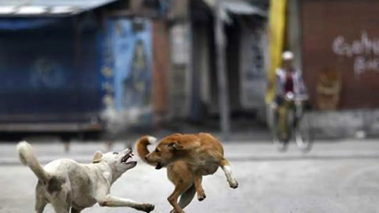 തെരുവുനായ കുറുകെ ചാടി, ബൈക്ക് മറിഞ്ഞു; കോഴിക്കോട്ട് ദമ്പതികൾക്ക് പരിക്ക്