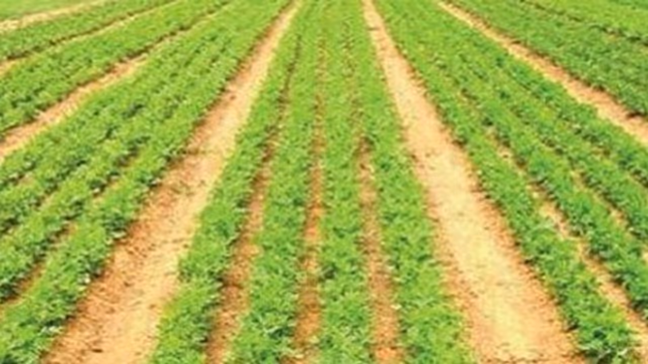 நிலக்கடலைக்கு இப்படிதான் உரமிடணும்… நிலக்கடலைக்கு இப்படிதான் உரமிடணும்…