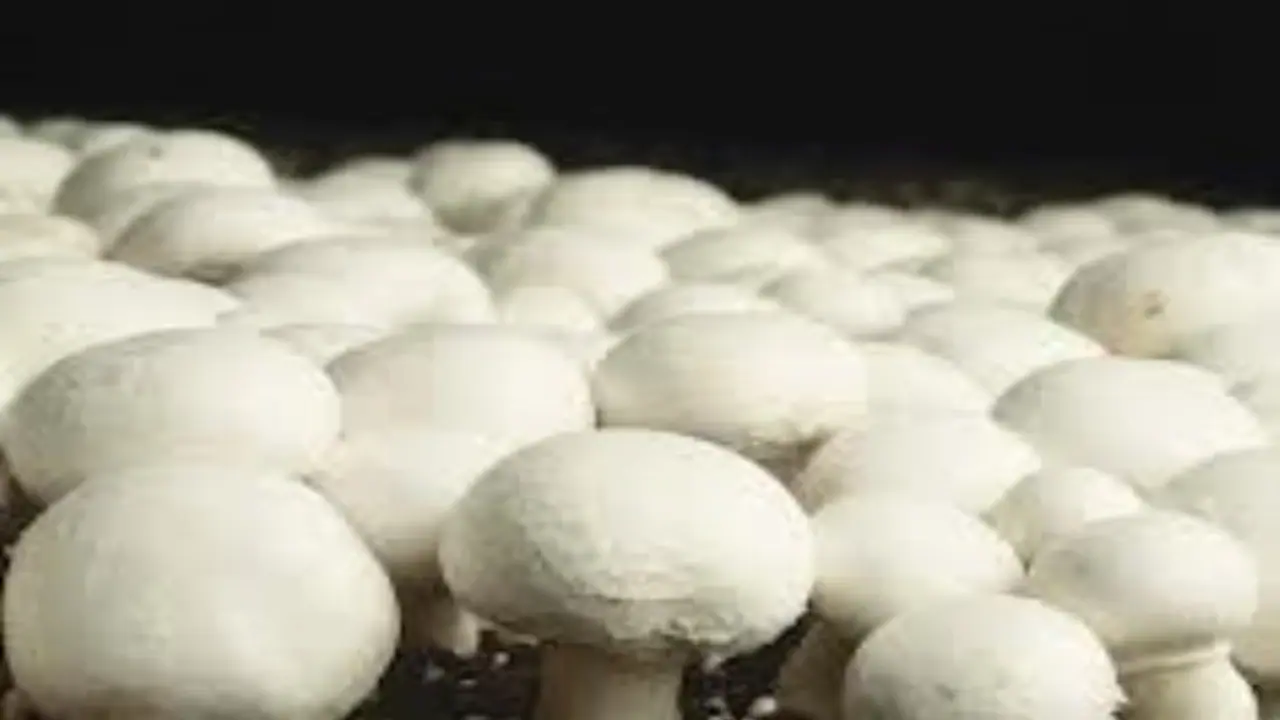 ஒருங்கிணைந்த பண்ணையில் காளான் மற்றும் மீன் வளர்க்கும் முறை இதோ... ஒருங்கிணைந்த பண்ணையில் காளான் மற்றும் மீன் வளர்க்கும் முறை இதோ...