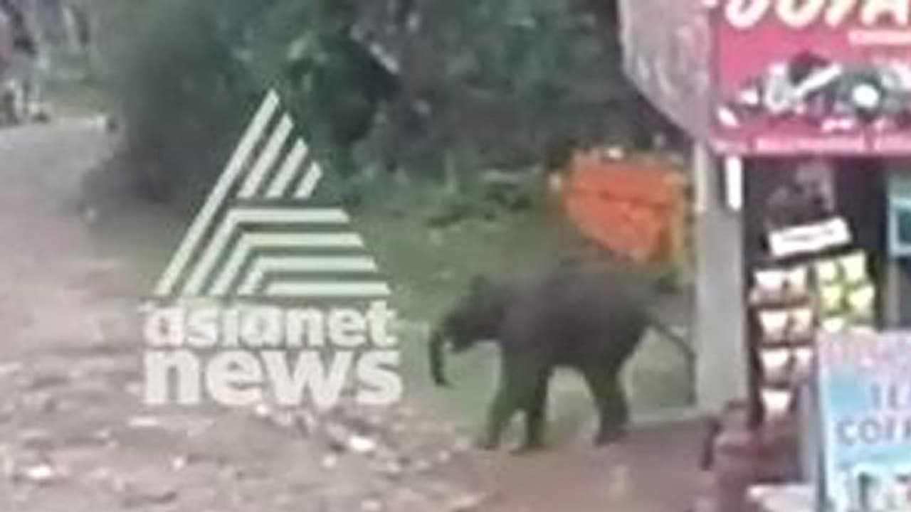 കൂട്ടം തെറ്റിയെത്തി കുസൃതികാട്ടി, മനംകവര്ന്ന് കുട്ടിക്കൊമ്പന് കൂട്ടം തെറ്റിയെത്തി കുസൃതികാട്ടി, മനംകവര്ന്ന് കുട്ടിക്കൊമ്പന്