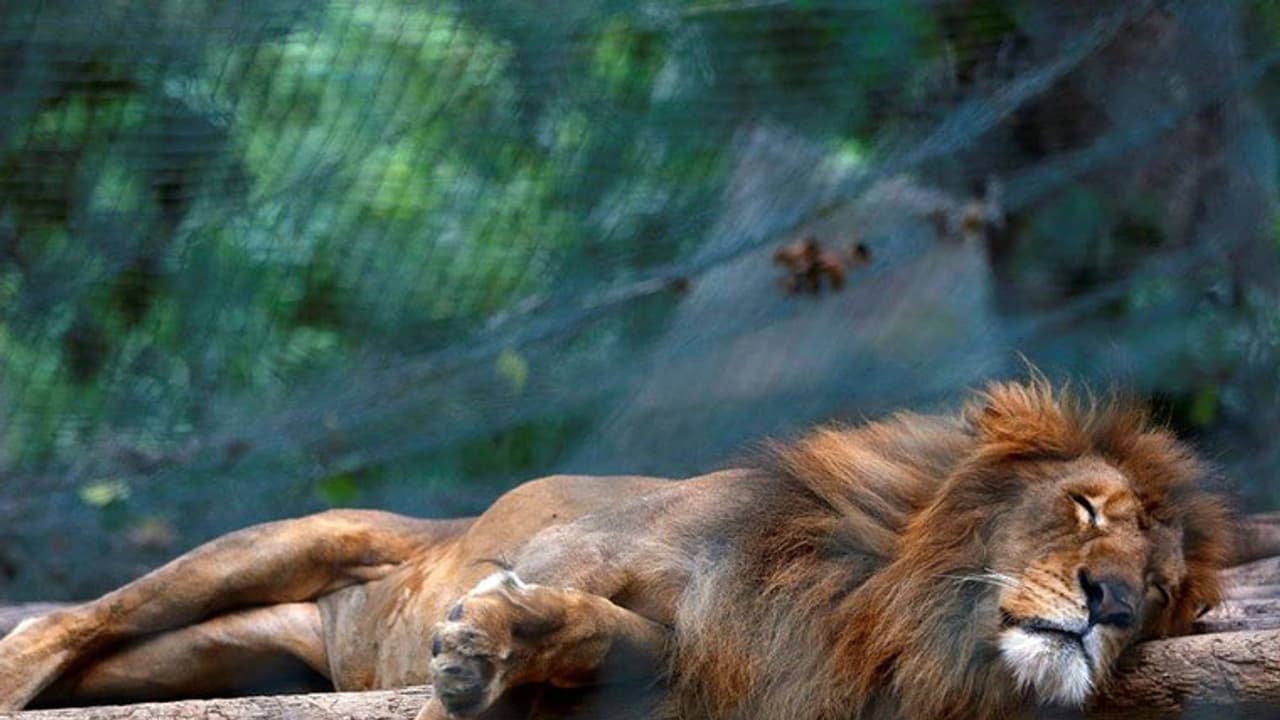 ಮೃಗಾಲಯಗಳಲ್ಲಿ ಪ್ರಾಣಿಗಳ ಸಾಕಲು ದುಡ್ಡಿಲ್ಲ! ಮೃಗಾಲಯಗಳಲ್ಲಿ ಪ್ರಾಣಿಗಳ ಸಾಕಲು ದುಡ್ಡಿಲ್ಲ!