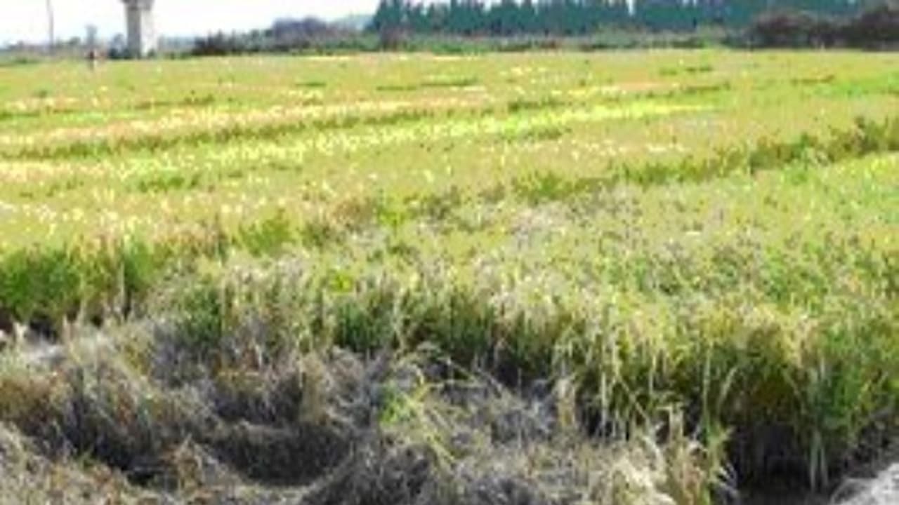 குலைநோய் தாக்குதலை கட்டுப்படுத்து இந்த முறை மிகவும் பயன்படும்... குலைநோய் தாக்குதலை கட்டுப்படுத்து இந்த முறை மிகவும் பயன்படும்...