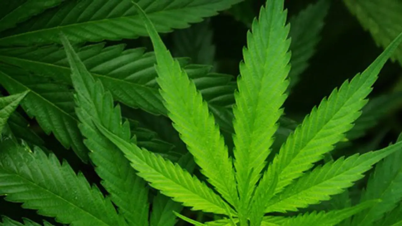 నేరాలు తగ్గాలంటే లిక్కర్ మానేసి.. గంజాయి తాగాలి: బీజేపీ ఎమ్మెల్యే సూచనలతో వివాదం నేరాలు తగ్గాలంటే లిక్కర్ మానేసి.. గంజాయి తాగాలి: బీజేపీ ఎమ్మెల్యే సూచనలతో వివాదం