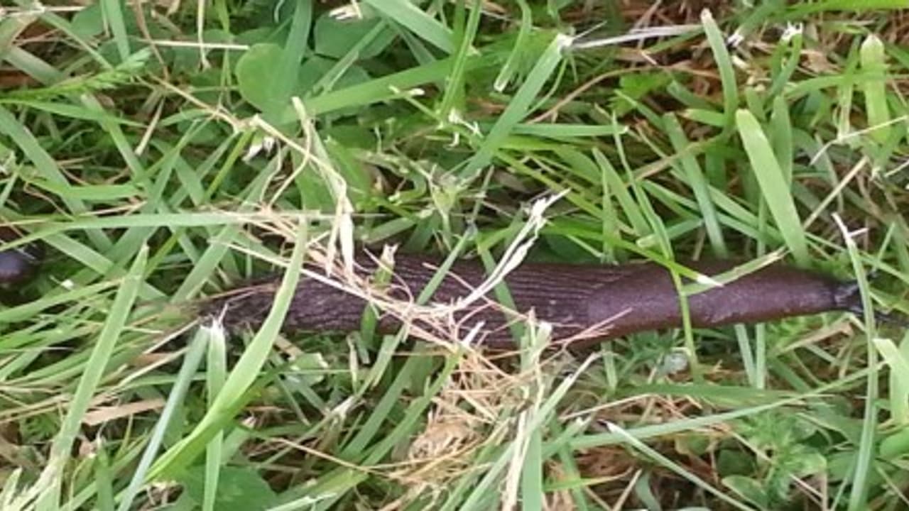 பயிர்களில் அதிக சேதத்தை விளைவிக்கும் நத்தையை கட்டுப்படுத்தும் பத்து வழிகள்…