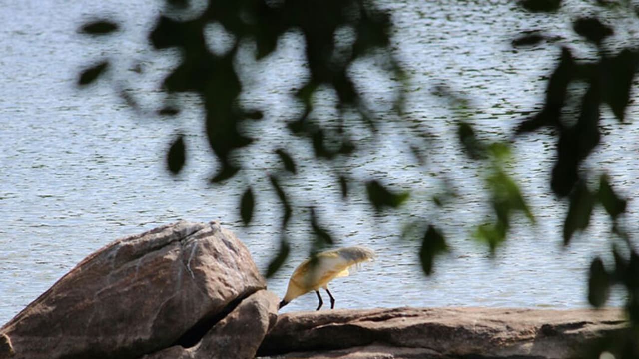 പക്ഷികള്ക്ക് ഒരിടം, കാഴ്ചക്കാര്ക്കും! പക്ഷികള്ക്ക് ഒരിടം, കാഴ്ചക്കാര്ക്കും!