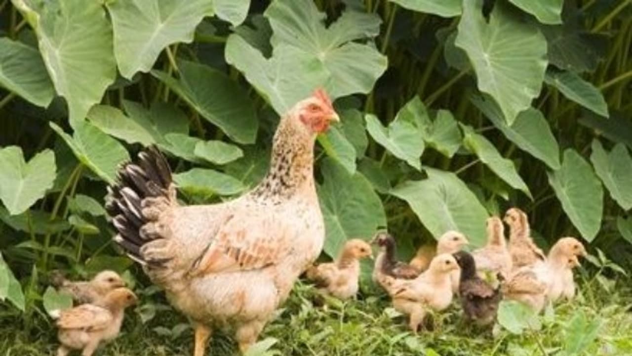 கோழிகளுக்கு கரையான் உணவுகளை கொடுத்து தீவனச் செலவை வெகுவாக குறைக்கலாம்... கோழிகளுக்கு கரையான் உணவுகளை கொடுத்து தீவனச் செலவை வெகுவாக குறைக்கலாம்...