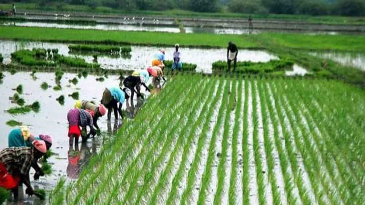 என்னென்ன இயற்கை பயிர் வளர்ச்சி ஊக்கிகள் இருக்கு? அதனை எப்படி தயாரிப்பது? என்னென்ன இயற்கை பயிர் வளர்ச்சி ஊக்கிகள் இருக்கு? அதனை எப்படி தயாரிப்பது?