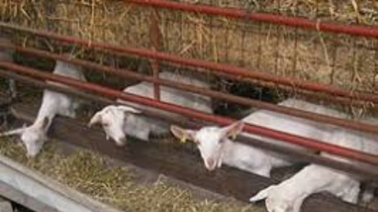 ஆடுகளுக்கான குளியல் தொட்டி மற்றும் தீவனத்தொட்டி அமைக்க இந்தமுறைதான் சிறந்தது… ஆடுகளுக்கான குளியல் தொட்டி மற்றும் தீவனத்தொட்டி அமைக்க இந்தமுறைதான் சிறந்தது…