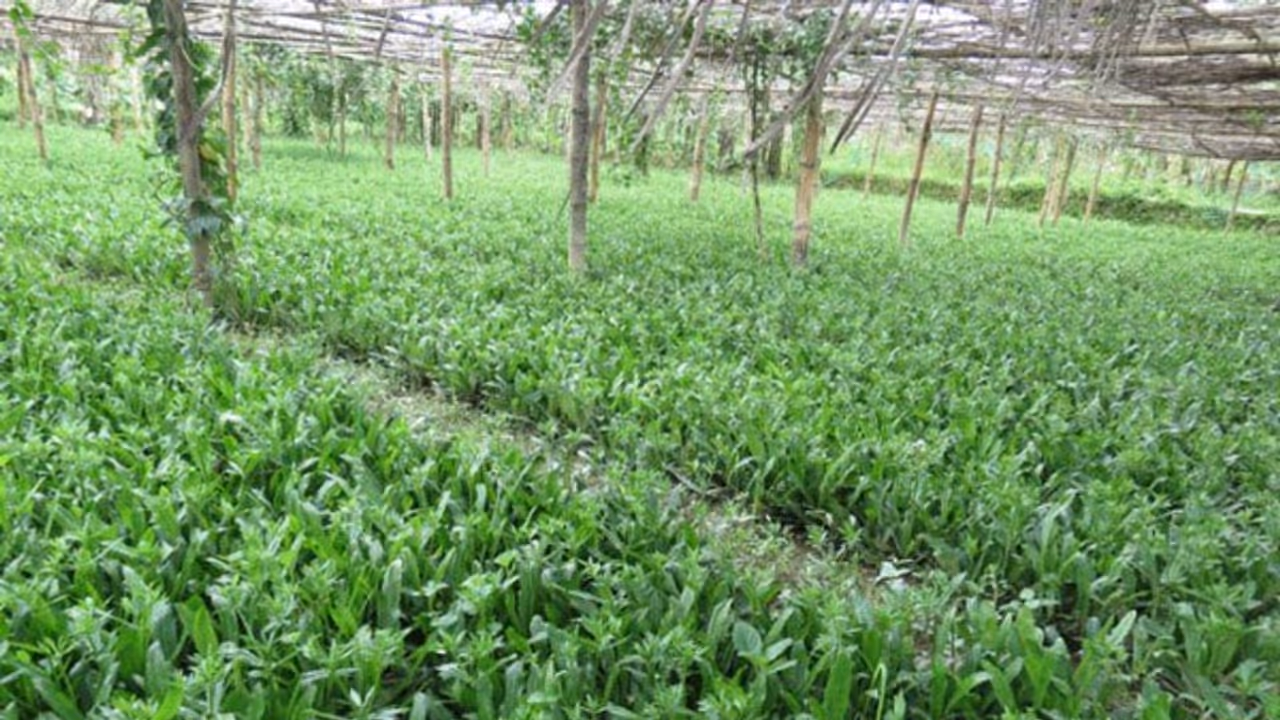 கொத்தமல்லி சாகுபடியை இயற்கை முறையில் செய்து கட்டு கட்டா லாபம் பெறுங்கள்… கொத்தமல்லி சாகுபடியை இயற்கை முறையில் செய்து கட்டு கட்டா லாபம் பெறுங்கள்…