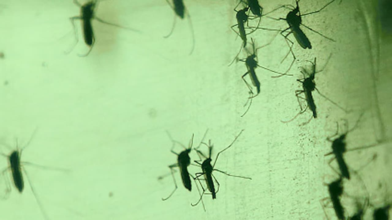 കെട്ടിക്കിടന്ന വെള്ളം മാറ്റിയില്ല, കൂത്താടി പെറ്റുപെരുകി, പുല്ലൂർ സ്വദേശിക്ക് പിഴയിട്ട് കോടതി