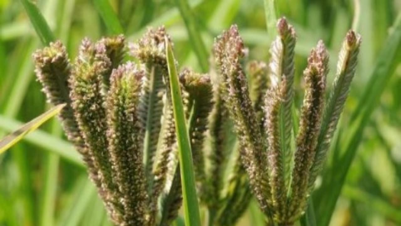 இந்த இயற்கை முறையில் கேழ்வரகு சாகுபடி செய்தால் கூடுதல் லாபம் பெறலாம்... இந்த இயற்கை முறையில் கேழ்வரகு சாகுபடி செய்தால் கூடுதல் லாபம் பெறலாம்...