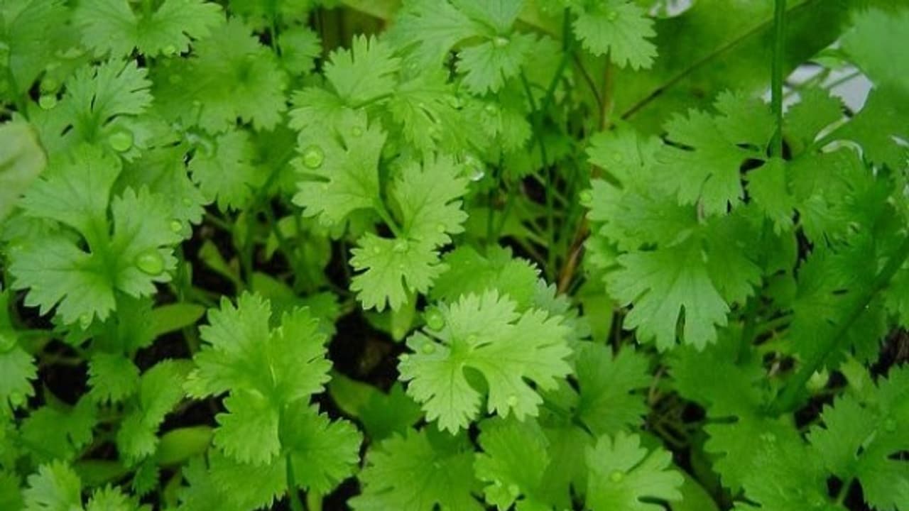 கொத்தமல்லியில் பொதிந்து கிடக்கும் அற்புத மருத்துவ நன்மைகள் இதோ... கொத்தமல்லியில் பொதிந்து கிடக்கும் அற்புத மருத்துவ நன்மைகள் இதோ...