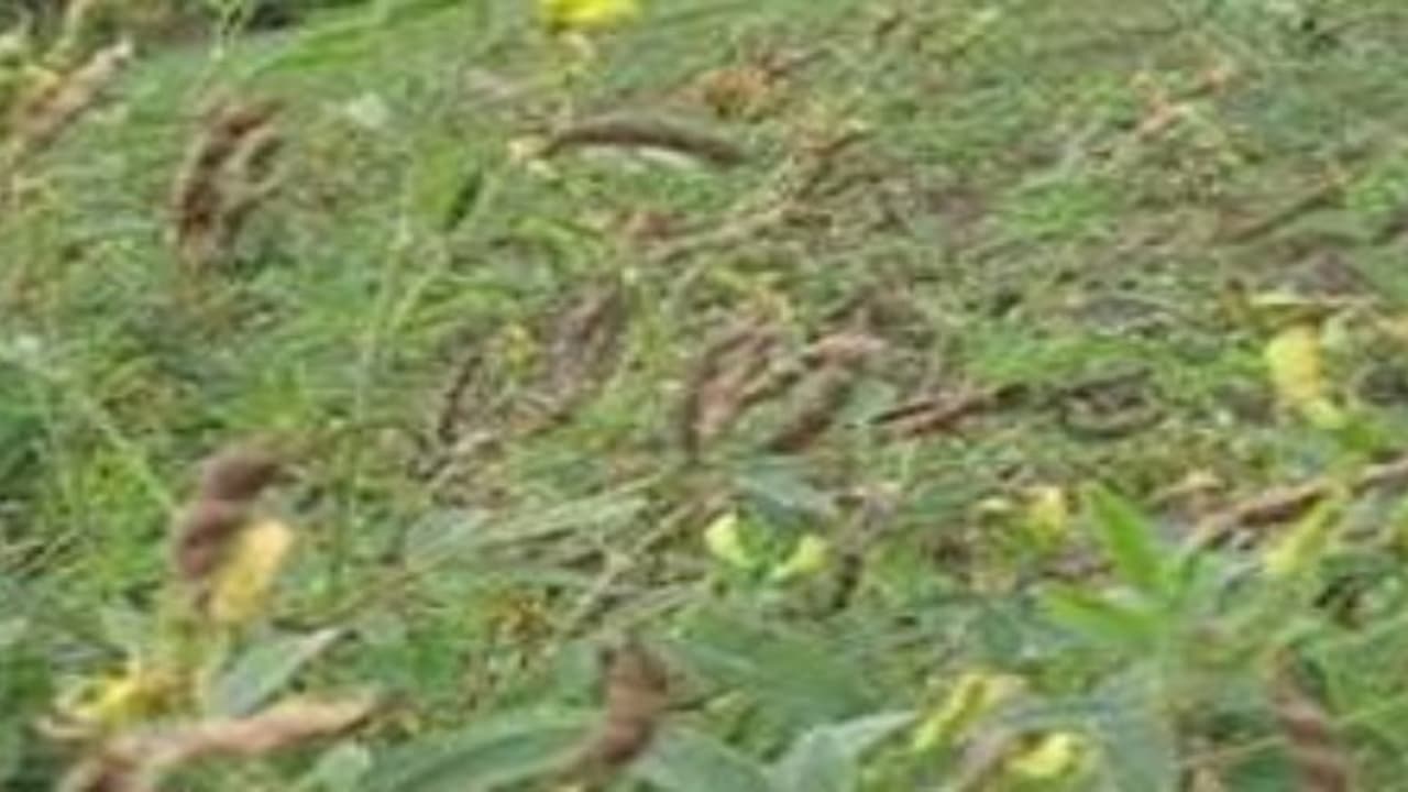 நாற்றங்கால் அமைத்து துவரையை நடவு செய்தால் லாபம் இரட்டிப்பாகும்… நாற்றங்கால் அமைத்து துவரையை நடவு செய்தால் லாபம் இரட்டிப்பாகும்…