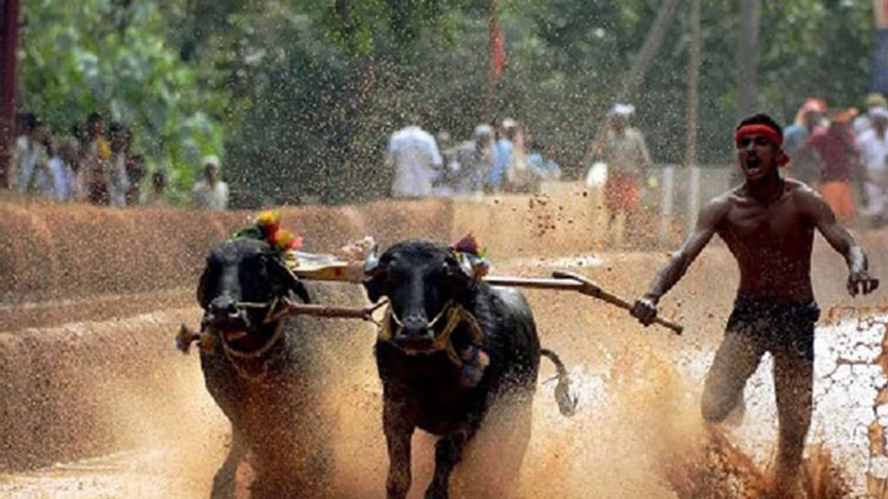 ಬೆಂಗಳೂರು, ಶಿವಮೊಗ್ಗದಲ್ಲಿ ಕಂಬಳ ನಡೆಸಲು ಚಿಂತನೆ: ಡಿಸಿ​ಎಂ