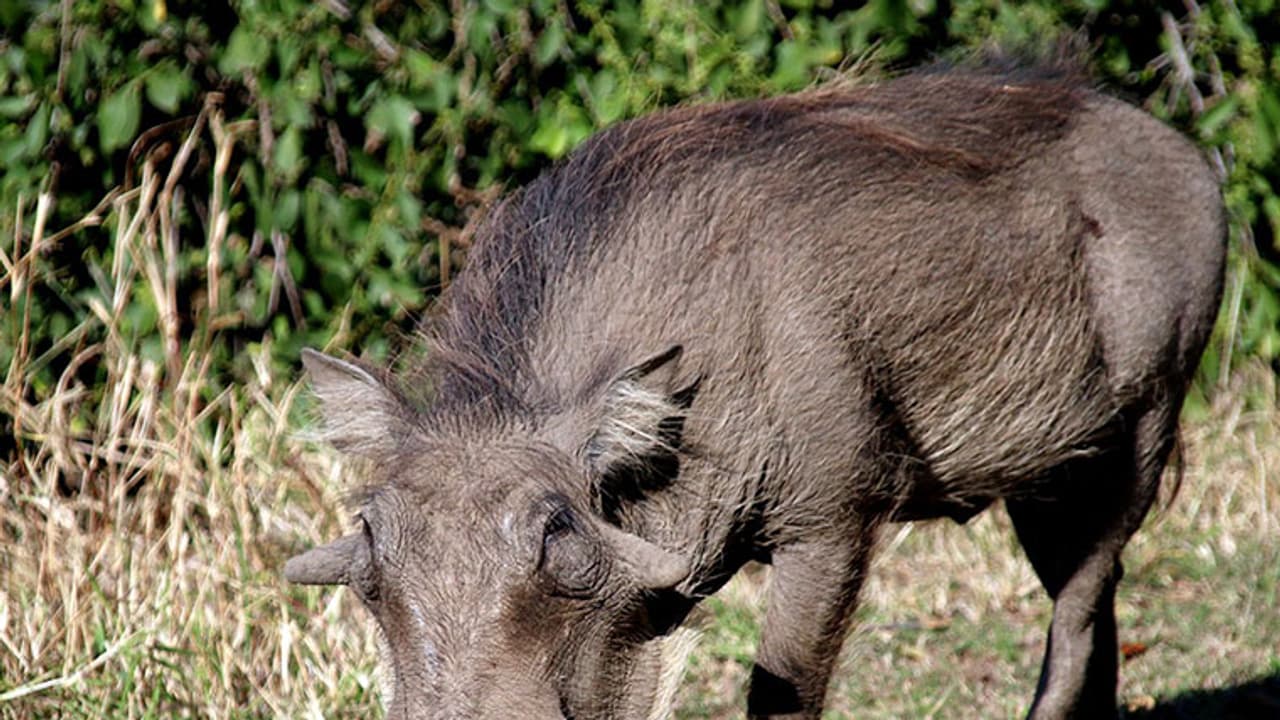 Revenge: Boars rip python apart after it eats one of their own