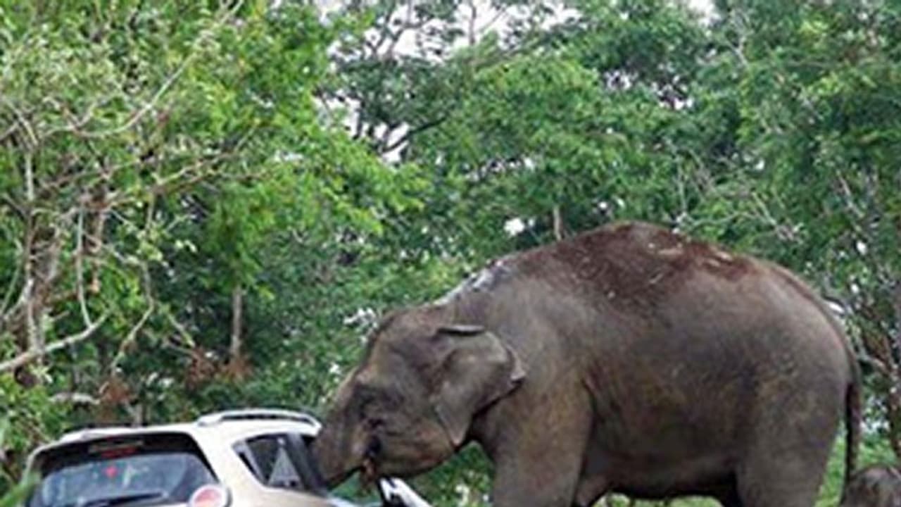 Bandipur, the place where selfies kill more than wild animals Bandipur, the place where selfies kill more than wild animals
