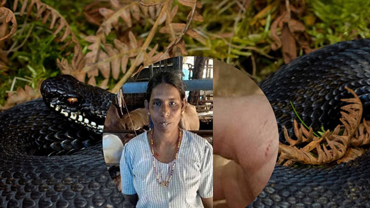 ഉഗ്രവിഷമുള്ള പാമ്പ് ഇവരെ എപ്പോഴും വേട്ടയാടുന്നു: ഞെട്ടിക്കുന്ന ജീവിത കഥ ഉഗ്രവിഷമുള്ള പാമ്പ് ഇവരെ എപ്പോഴും വേട്ടയാടുന്നു: ഞെട്ടിക്കുന്ന ജീവിത കഥ