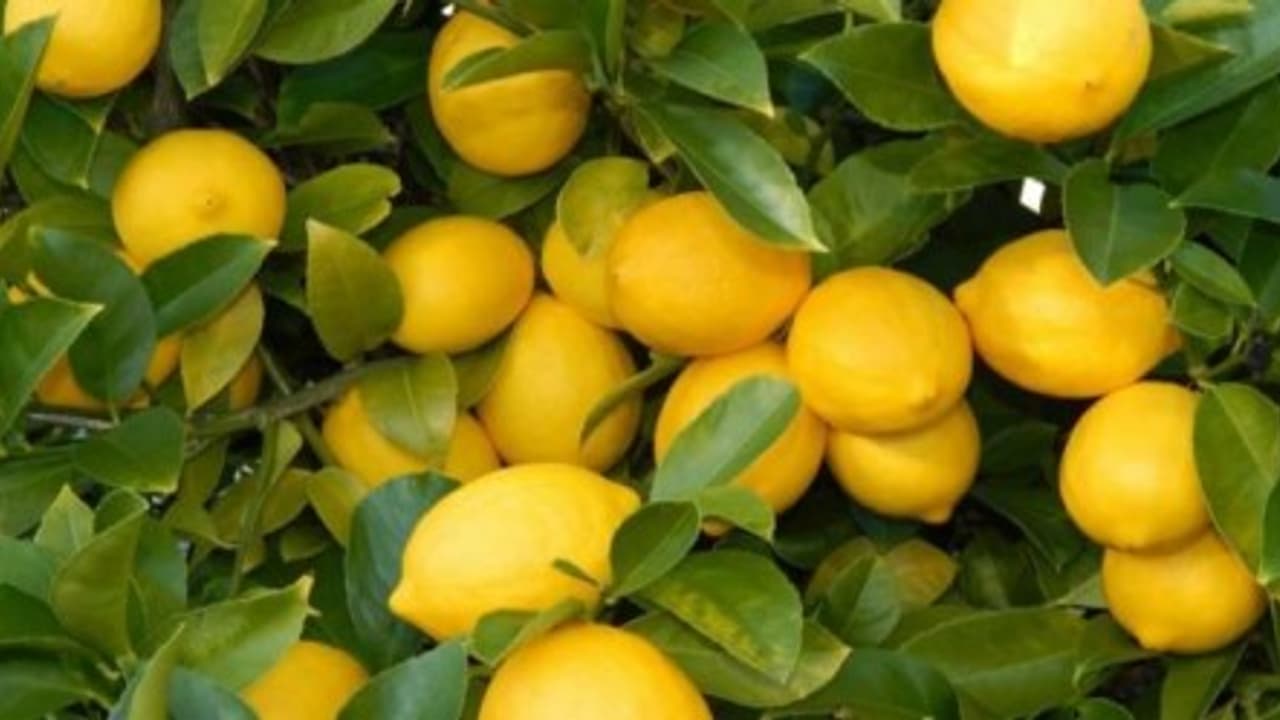 எலுமிச்சை பயிரைத் தாக்கும் நோய்களைக் கட்டுப்படுத்த இந்த வழிகளை அணுகலாம்… எலுமிச்சை பயிரைத் தாக்கும் நோய்களைக் கட்டுப்படுத்த இந்த வழிகளை அணுகலாம்…