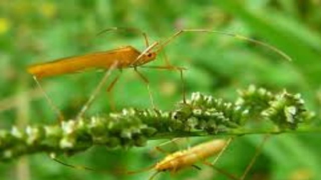 நெற்பயிரைத் தாக்கும் இலைக்கீற்று நோயை எப்படி கட்டுப்படுத்துவது? நெற்பயிரைத் தாக்கும் இலைக்கீற்று நோயை எப்படி கட்டுப்படுத்துவது?