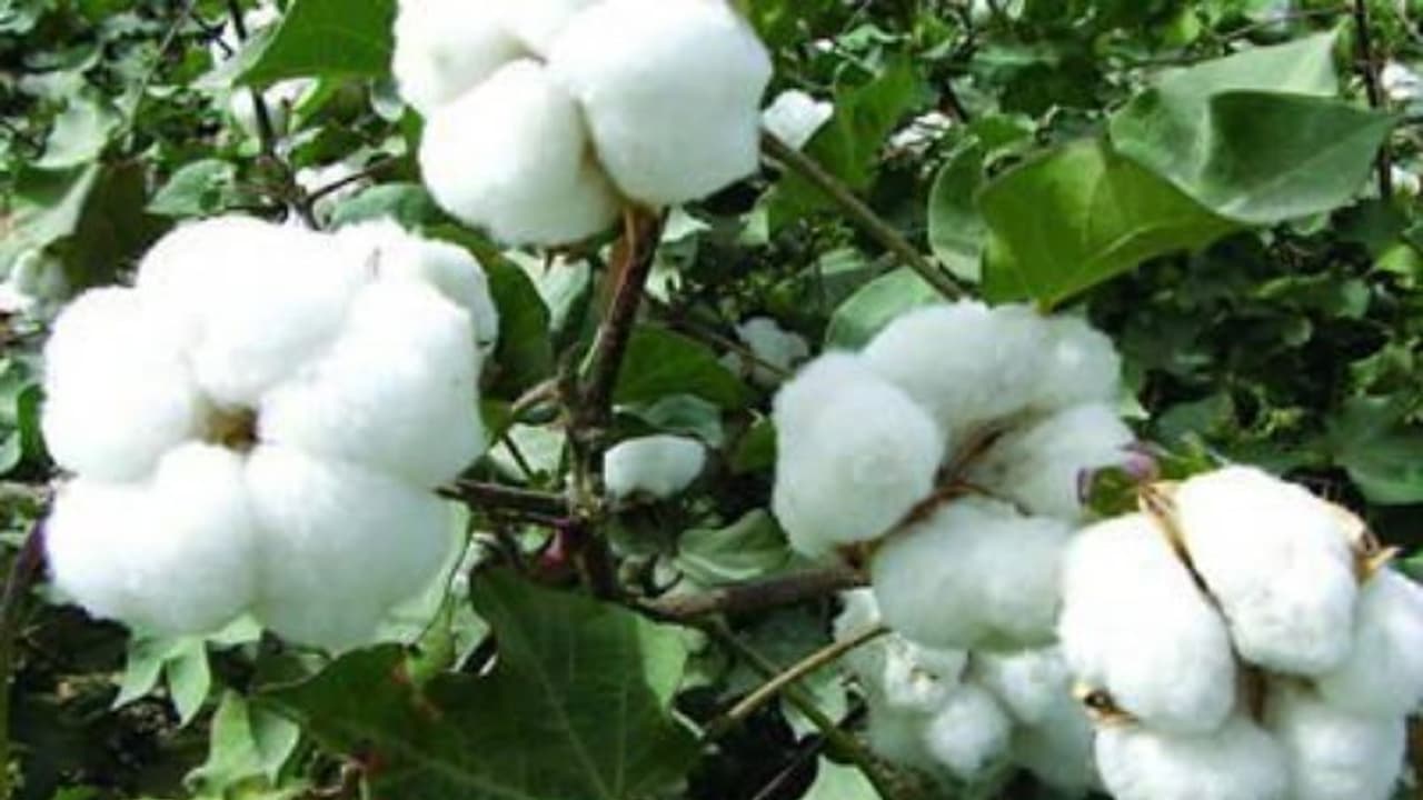 பருத்தி சாகுபடியில் மேற்கொள்ள வேண்டிய உர மேலாண்மை முறைகள்... பருத்தி சாகுபடியில் மேற்கொள்ள வேண்டிய உர மேலாண்மை முறைகள்...