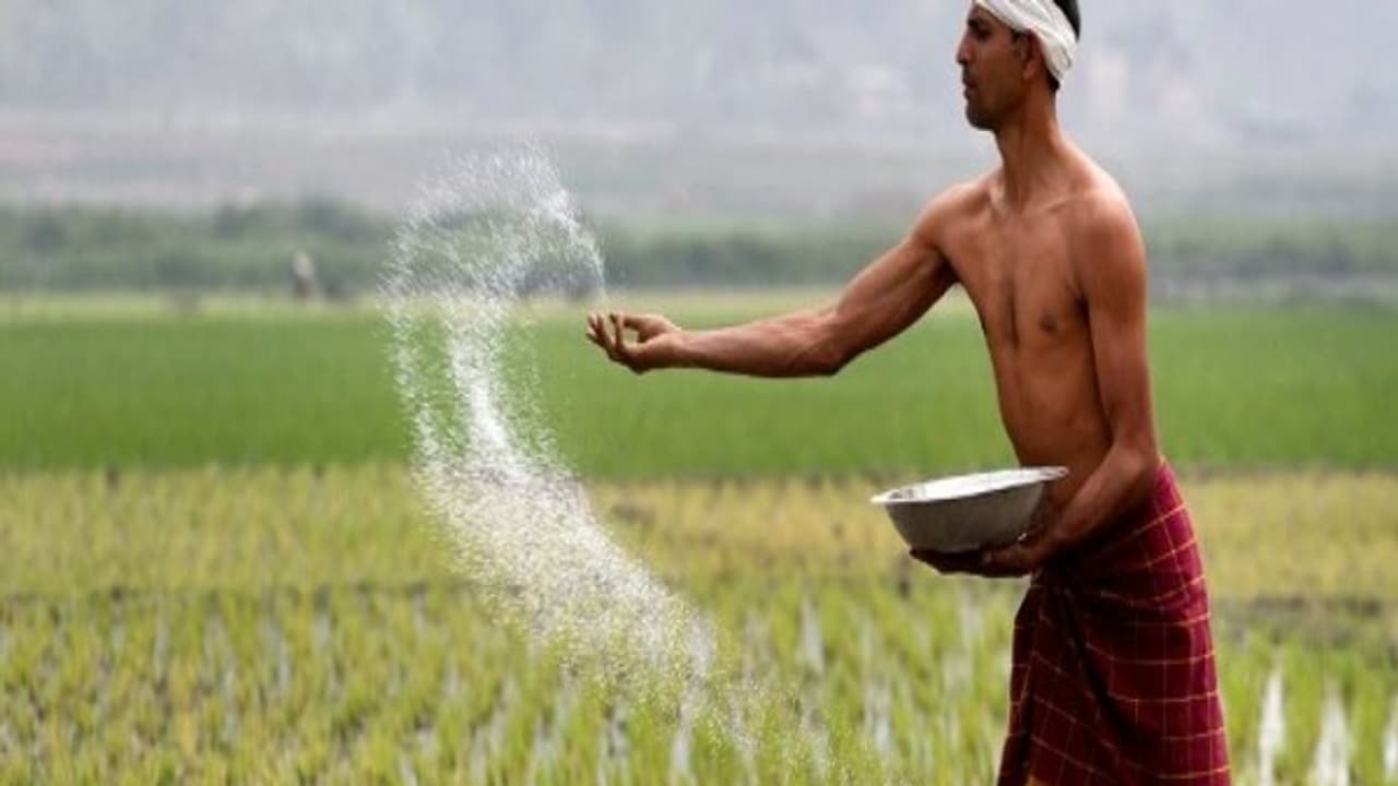 பயிர்களை பூச்சி தாக்குதலில் இருந்து காப்பற்ற உதவும் வேப்ப விதைக் கரைசல் தயாரிப்பது எப்படி? பயிர்களை பூச்சி தாக்குதலில் இருந்து காப்பற்ற உதவும் வேப்ப விதைக் கரைசல் தயாரிப்பது எப்படி?