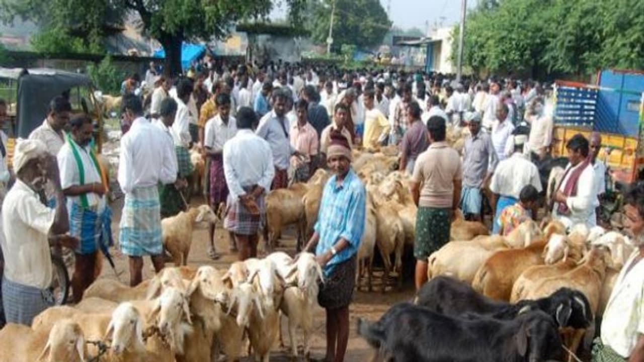 பெட்டை ஆடுகளை எப்படி தேர்ந்தெடுக்கணும்? இதை வாசிச்சு தெரிஞ்சுக்குங்க... பெட்டை ஆடுகளை எப்படி தேர்ந்தெடுக்கணும்? இதை வாசிச்சு தெரிஞ்சுக்குங்க...