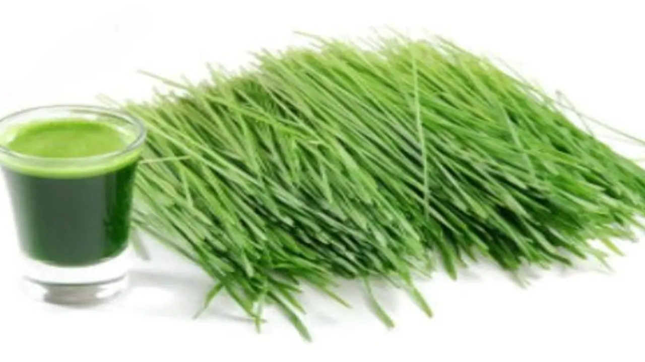 நீங்கள் அருகம்புல் சாறு குடித்தால் உங்களுக்கு இவ்வளவு நன்மைகள் கிடைக்கும்…