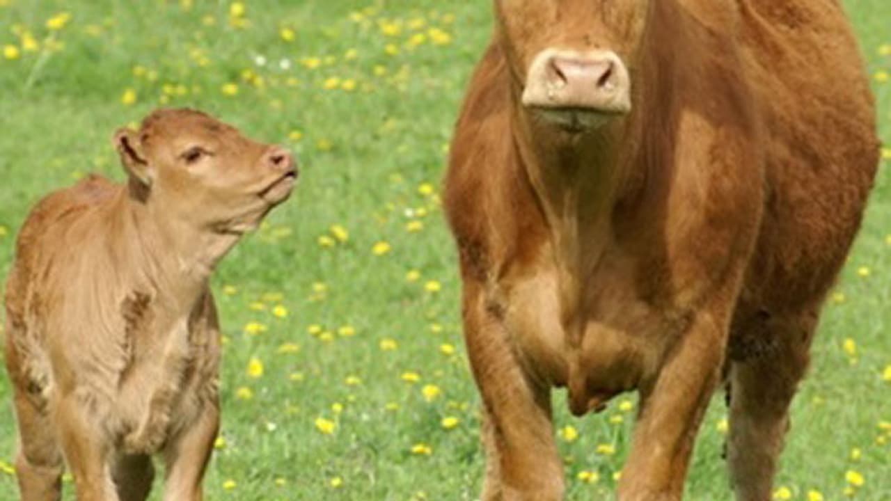 అమ్మ ప్రేమ అంటే అదే (వీడియో) అమ్మ ప్రేమ అంటే అదే (వీడియో)