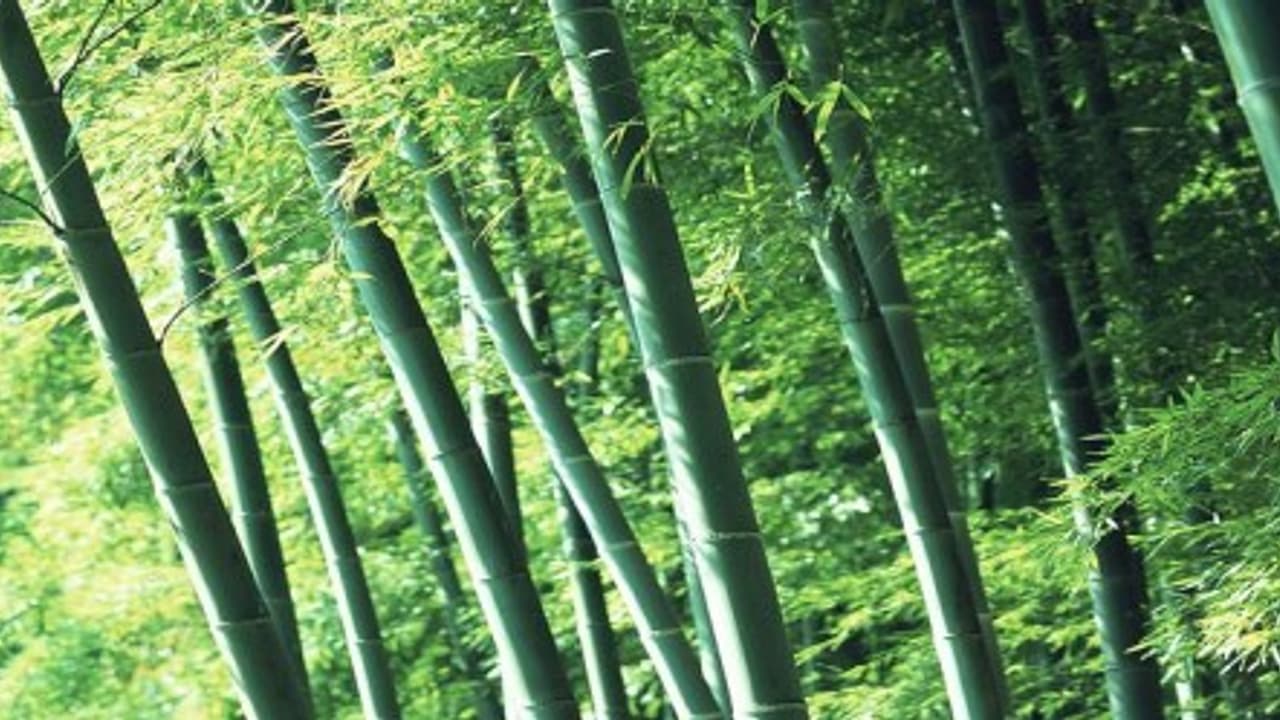 பச்சைத்தங்கம் என்னும் மூங்கில் உற்பத்தி செய்வது எப்படி?