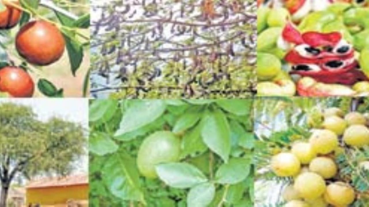 கடற்கரைப் பகுதிகளில் இந்த ஐந்து பழ மரங்களைப் சாகுபடி செய்தால் நல்லா காசு பார்க்கலாம்? கடற்கரைப் பகுதிகளில் இந்த ஐந்து பழ மரங்களைப் சாகுபடி செய்தால் நல்லா காசு பார்க்கலாம்?