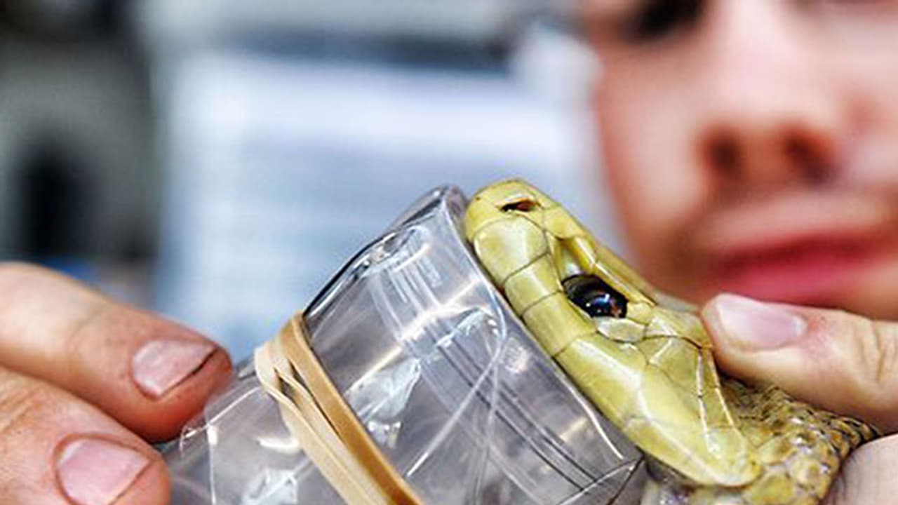 కోటి రూపాయల పాము విషం స్మగ్లింగ్... ఆరుగురు అరెస్ట్