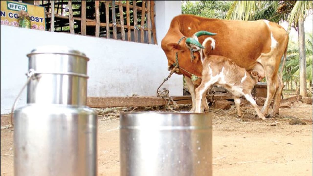 வணிக ரீதிக்கான மாடு மற்றும் எருமைகளை எப்படி தேர்வு செய்வது? வணிக ரீதிக்கான மாடு மற்றும் எருமைகளை எப்படி தேர்வு செய்வது?