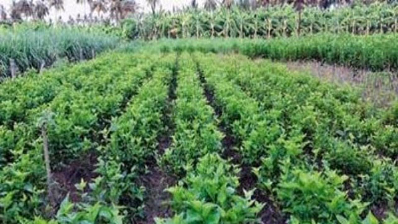 மல்பெரி செடியில் வேகமான வளர்ச்சி காண இந்தமுறைப்படி சாகுபடி செய்யுங்கள்… மல்பெரி செடியில் வேகமான வளர்ச்சி காண இந்தமுறைப்படி சாகுபடி செய்யுங்கள்…