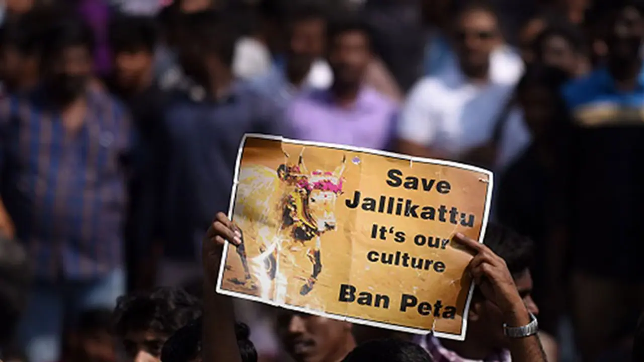 ஜல்லிக்கட்டுக்கு எதிரான வழக்கு.. உச்சநீதிமன்றம் இன்று தீர்ப்பு வழங்குகிறது..!