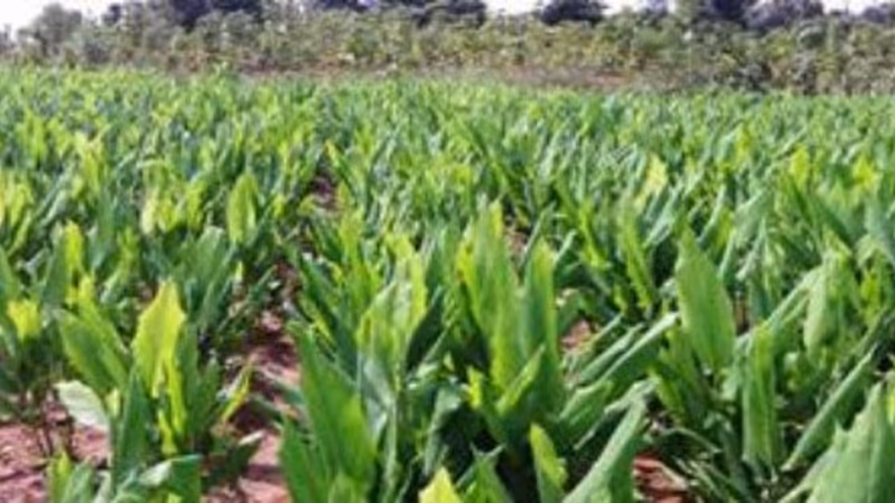 அதிக மகசூல் பெற சூடோமோனஸை எப்படி பயன்படுத்தனும்? தெரிஞ்சுக்குங்க… அதிக மகசூல் பெற சூடோமோனஸை எப்படி பயன்படுத்தனும்? தெரிஞ்சுக்குங்க…