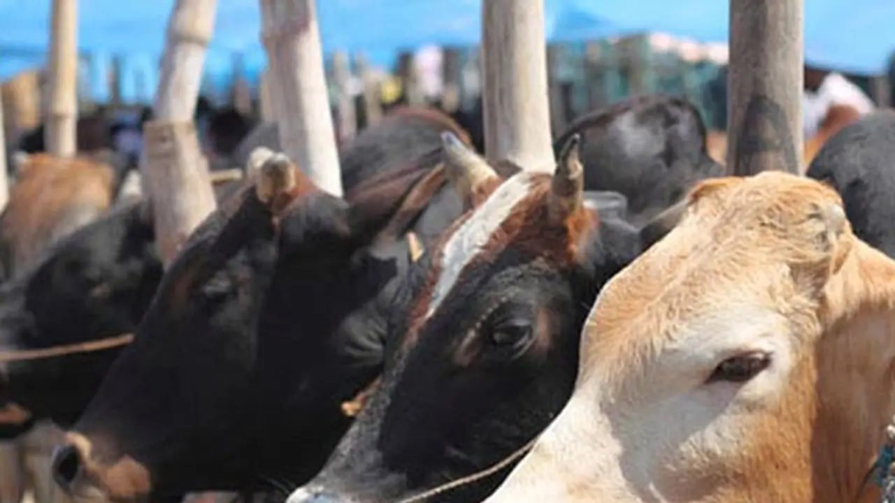 കന്നുകാലി കശാപ്പ് നിരോധന നിയമം; കർണാടകത്തിൽ ആദ്യ അറസ്റ്റ് രേഖപ്പെടുത്തി കന്നുകാലി കശാപ്പ് നിരോധന നിയമം; കർണാടകത്തിൽ ആദ്യ അറസ്റ്റ് രേഖപ്പെടുത്തി