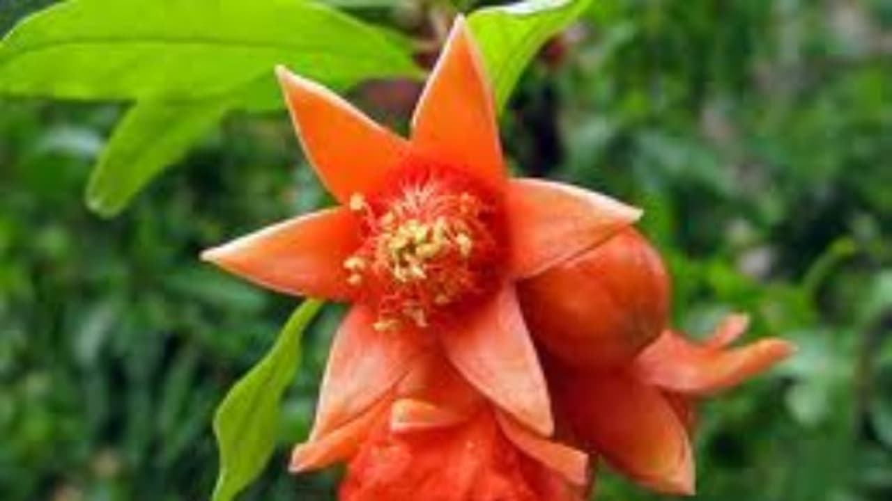 நரம்புத் தளர்ச்சி நீங்க மாதுளம்பூ உதவும். எப்படி? நரம்புத் தளர்ச்சி நீங்க மாதுளம்பூ உதவும். எப்படி?