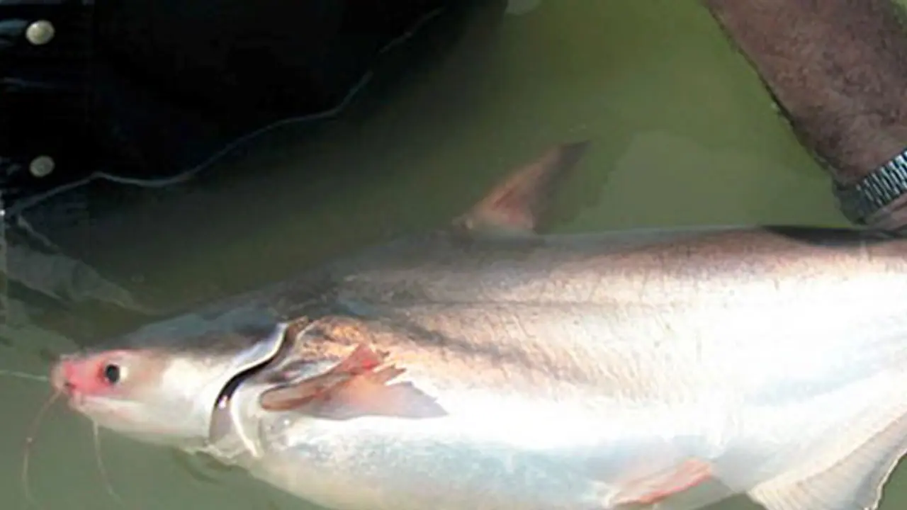 ఈ చేప ఎక్కడ దొరకదు ఒక్క తెలంగాణలో తప్ప. ఈ చేప ఎక్కడ దొరకదు ఒక్క తెలంగాణలో తప్ప.