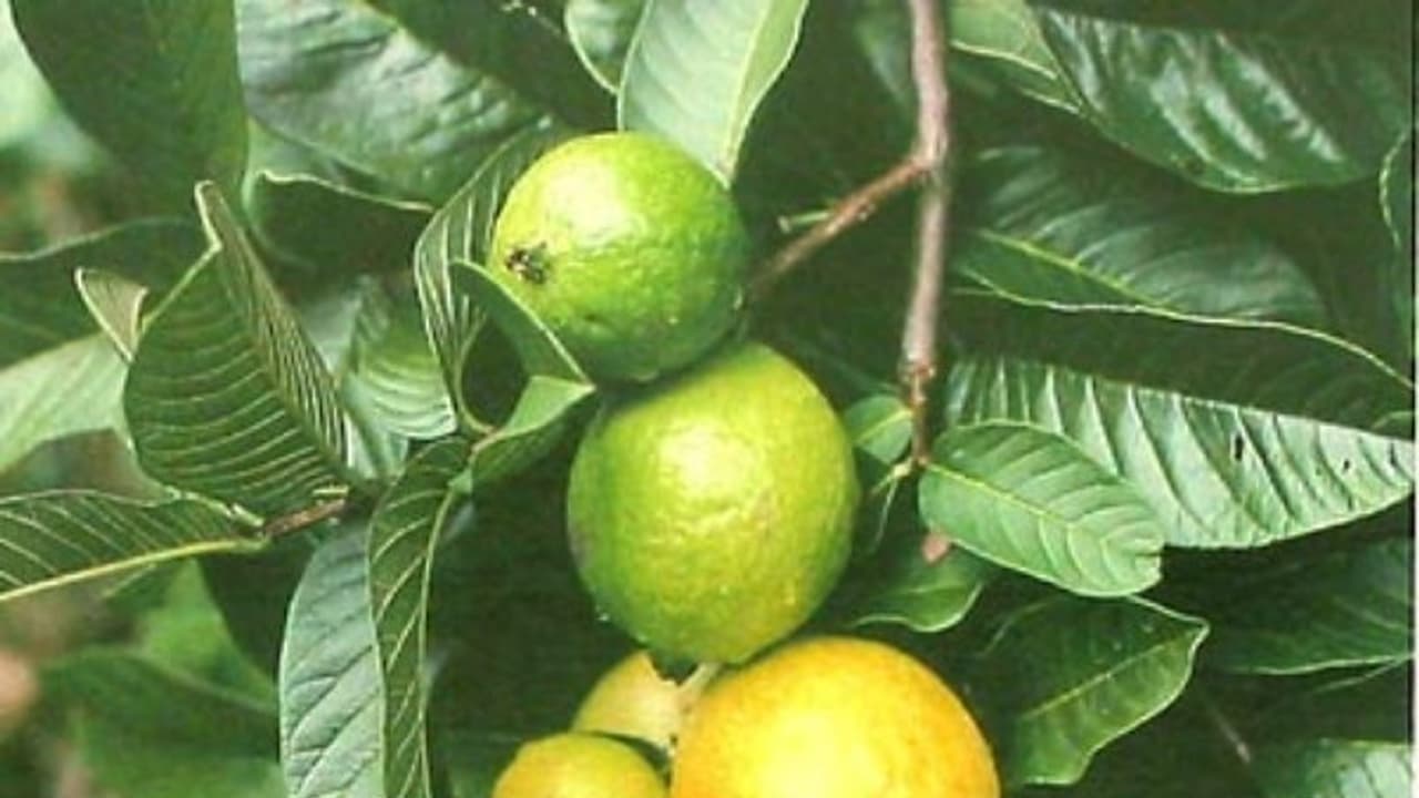 உங்களுக்குத் தெரியுமா? விரைவில் உடல் எடை குறைக்க கொய்யா இலை உதவும்... உங்களுக்குத் தெரியுமா? விரைவில் உடல் எடை குறைக்க கொய்யா இலை உதவும்...